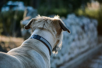 Close-up of a dog