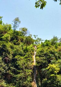 Low angle view of trees in forest against sky
