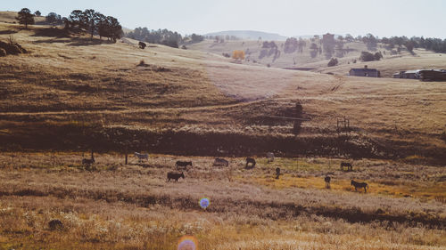 Hay bales on field against sky