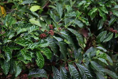 Full frame shot of green leaves