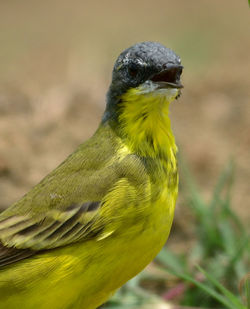 Close-up of a bird