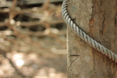 Close-up of rope tied on tree trunk