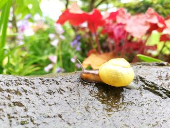 Close-up of snail on tree