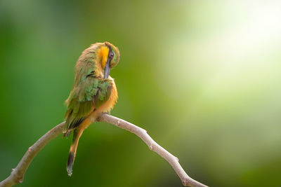 Close-up of bird perching on branch