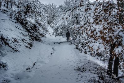 Dog and man walking on snow covered land