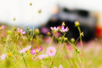 Close-up of purple flowers blooming outdoors