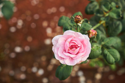 Close-up of pink rose and soft blur background of red brown soil