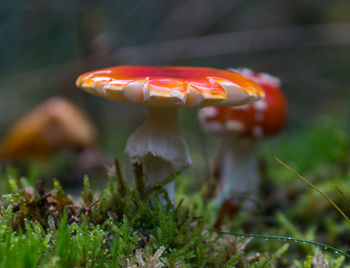 Close-up of fly agaric mushroom