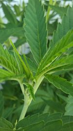 Close-up of fresh green leaves