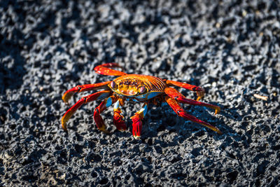 High angle view of crab on rock