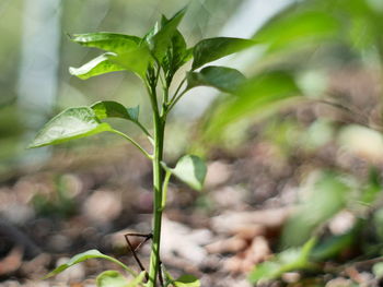 Close-up of plant growing on field