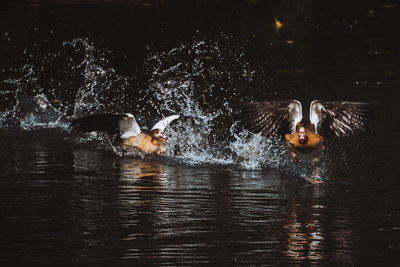 Ducks swimming in lake