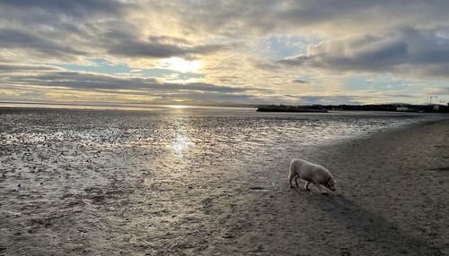 Scenic view of beach against sky during sunset