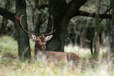Stag relaxing on grassy field by trees
