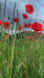 Close-up of red poppy flowers in field