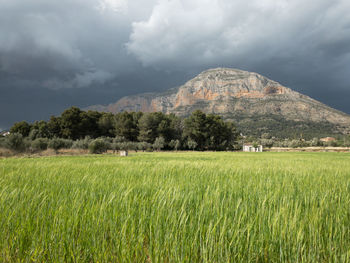 Scenic view of agricultural field against sky