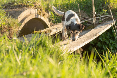 View of an animal on field