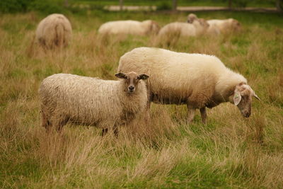 Sheep in a field