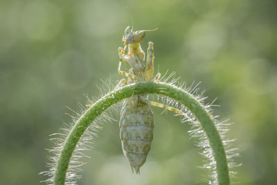 Close-up of insect on plant