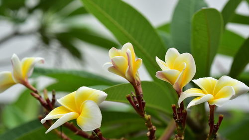 Close-up of fresh white yellow flowers