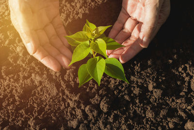 Cropped hands planting in garden