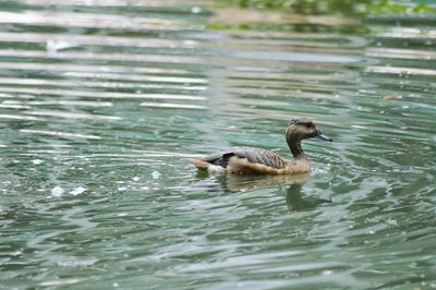 Duck swimming in lake