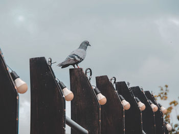 Seagull perching on a hand against the sky