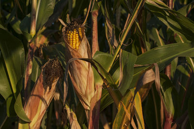 Close-up of fresh plants in field