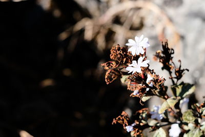 Close-up of white cherry blossom plant