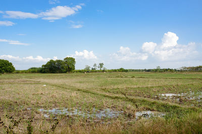 Scenic view of field against sky