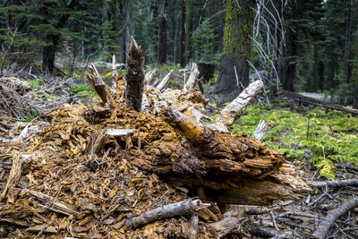 Stack of logs in forest