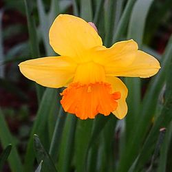 Close-up of yellow flower