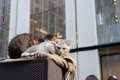 Cat sleeping on window