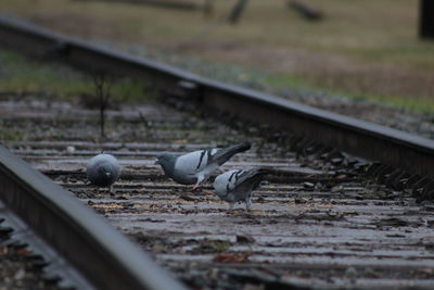 View of birds on railroad track