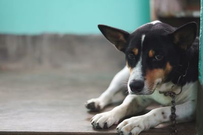 Portrait of dog resting