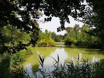 Scenic view of lake in forest against sky