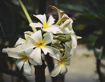 Close-up of flowers blooming outdoors