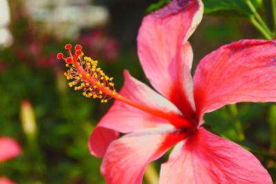 Close-up of pink hibiscus blooming outdoors