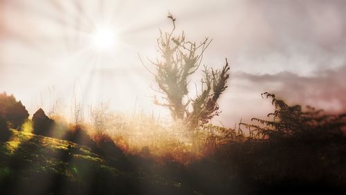 Sunlight streaming through trees during sunset