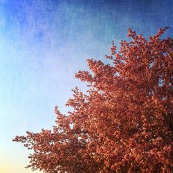 Low angle view of trees against sky