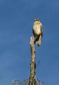 Low angle view of eagle perching on tree against sky