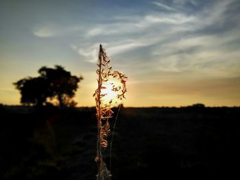 Close-up of caterpillar on tree against sky at sunset