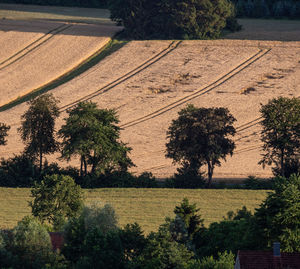 High angle view of trees on field