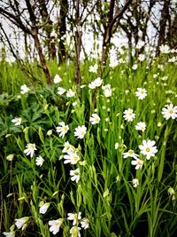 Close-up of flowers blooming outdoors