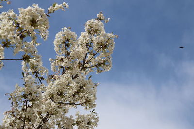 Low angle view of blooming tree against sky