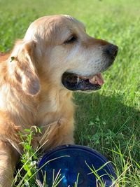 Close-up of a dog looking away