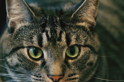 Close-up portrait of a cat