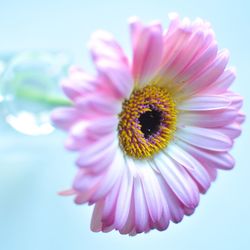 Close-up of flower blooming outdoors