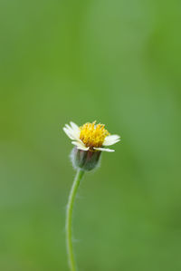 Close-up of insect on flower