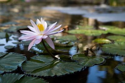 Close-up of lotus water lily in pond